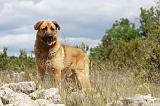 KANGAL 064